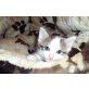 Baily, Main Coon - Kater