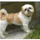 Baily, Shih Tzu - Rüde