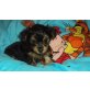 Baily sucht liebevolle Familie!!!, Yorkshire Terrier Welpen - Rüde