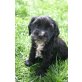 Bajana, Cockerspaniel u. Tibetterrier Welpen - Hündin