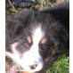 Bakhita, Berner Sennenhund Welpen - Hündin