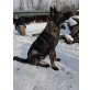 Bakina ist ein dynamischer +aktiver Hund, Mischling - Hündin