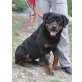 Baku, Rottweiler - Rüde