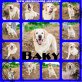 Baky, Labrador - Rüde