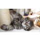 Balaa, Maine Coon - Katze