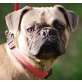 Baleys, Französische Bulldogge - Rüde