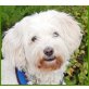 Balim, Pudel-Terrier-Mix - Hündin