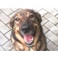 Balima, wunderschöner Schäferhund-Mix - Hündin