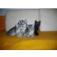 Balinese & Europäische - Kater