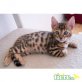 Balinese - Katze