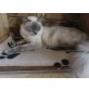 Balinese - Katze