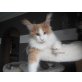 Balisto, Maine Coon - Kater