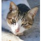 Balitsi, Mischling - Kater