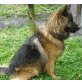 Balko, Altdeutsche Schäferhunde - Rüde