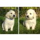 Balko, Golden Retriever Welpen - Rüde