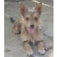 Ballerina, Terrier Mischling - Hündin