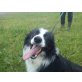 Ballou, Border-Collie - Rüde