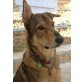 Ballou, Schäferhund-Mix - Rüde