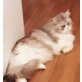 Ballu, Perser - Kater