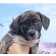 Baloo, Boxer Labrador Mix Welpen - Rüde