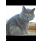 Baloo, Britisch Kurzhaarkatze - Kater