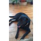 Baloo, Labrador Retriever - Rüde