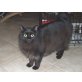 Baloo, Langhaarmix - Kater