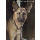 Baloo Schäferhund-Rüde sucht, DRINGEND Pflegestelle oder Endstelle - Rüde
