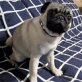 Baloo, kleiner Mops sucht Kuschelkörbchen, Mops - Rüde