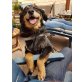 Balou, Englisch Shepherd Mix - Rüde