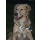 Balou, Golden Retriever Mischling - Rüde