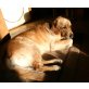  Balou, Golden Retriever Welpen - Hündin