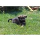 Balou, Labrador - Bracken - Rüde