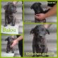Balou, Mischling Welpen - Rüde