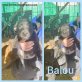 Balou, Mischling Welpen - Rüde