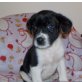Balou, Mischlingswelpe Balou - Rüde