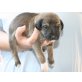 Balou, Mix Welpen - Rüde