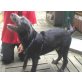 Balou, Schnauzer Mix Welpen - Rüde