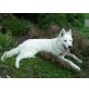 Balou, Weißer Schweizer Schäferhund - Rüde