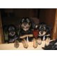 Balou, Zeus und Ronny, Mix - Rüde