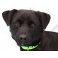 Balou, liebt Kinder - Rüde