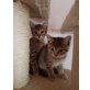 Balou und Boomer, Europäisch Kurzhaar - Kater