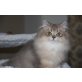 Baltasar, Britisch Kurzhaarkatze - Kater