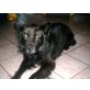 Balthasar, ChowChow/Belgischer SH Mix - Rüde