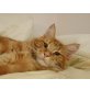 Balthasar, Maine Coon - Kater