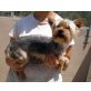 Baltimore, Yorkshireterrier - Rüde