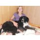 Balu, Berner Sennenhund-Mix - Rüde