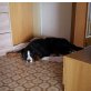 Balu, Berner Sennenhund - Rüde