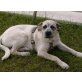 Balu, Boxer Mischling Welpen - Rüde