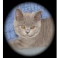 Balu, Britisch Kurzhaarkatze - Kater